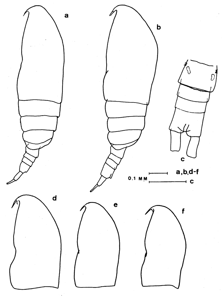 Espce Paracalanus parvus - Planche 11 de figures morphologiques