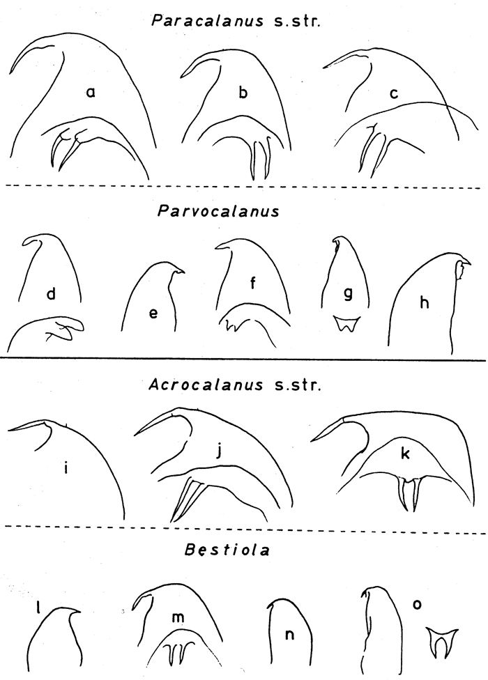 Famille Paracalanidae - Planche 1