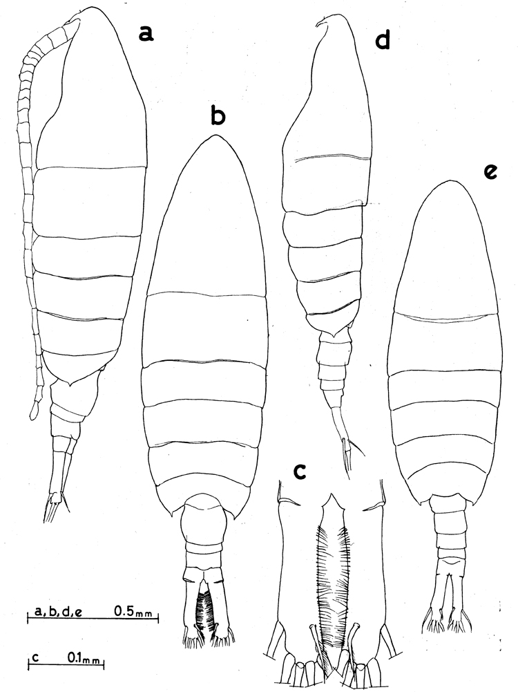 Espce Sinocalanus sinensis - Planche 1 de figures morphologiques