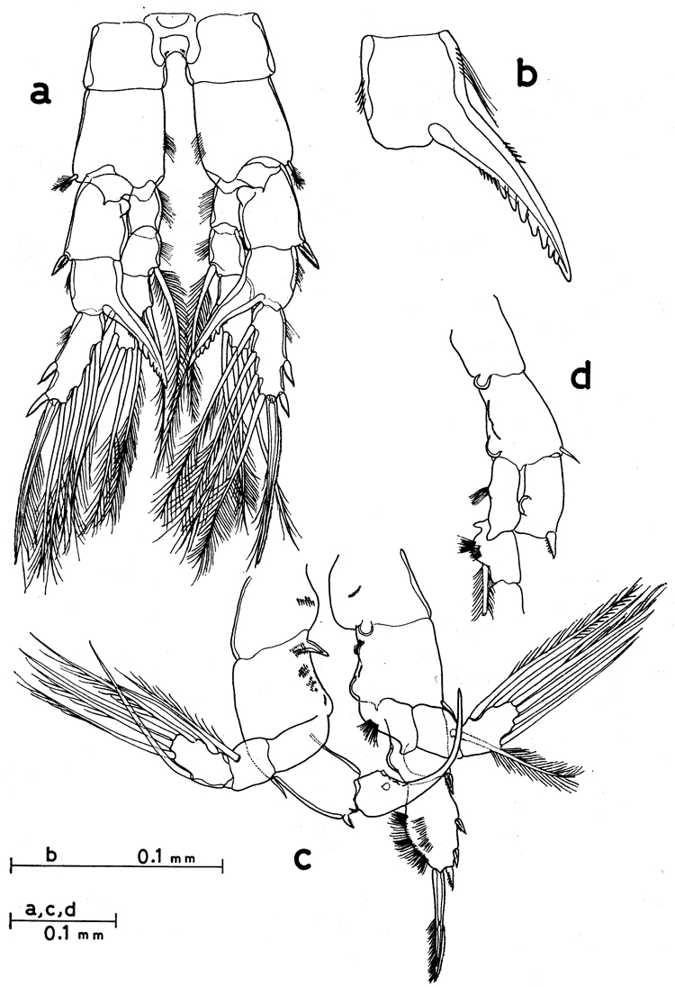 Espce Sinocalanus sinensis - Planche 2 de figures morphologiques