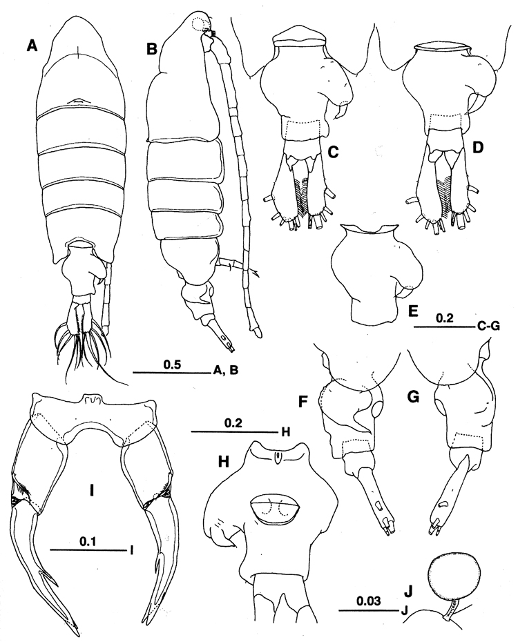 Espèce Tortanus (Atortus) magnonyx - Planche 1 de figures morphologiques