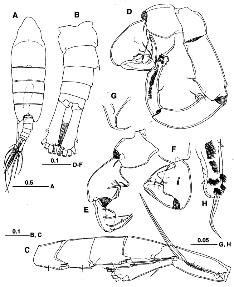 Species Tortanus (Atortus) magnonyx - Plate 2 of morphological figures