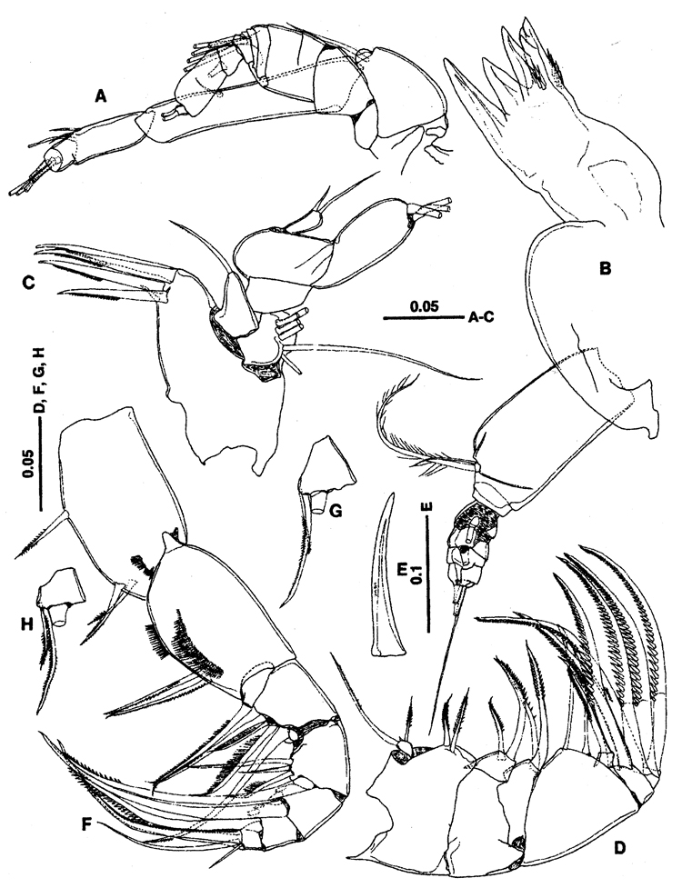 Espce Metacalanalis hakuhoae - Planche 2 de figures morphologiques