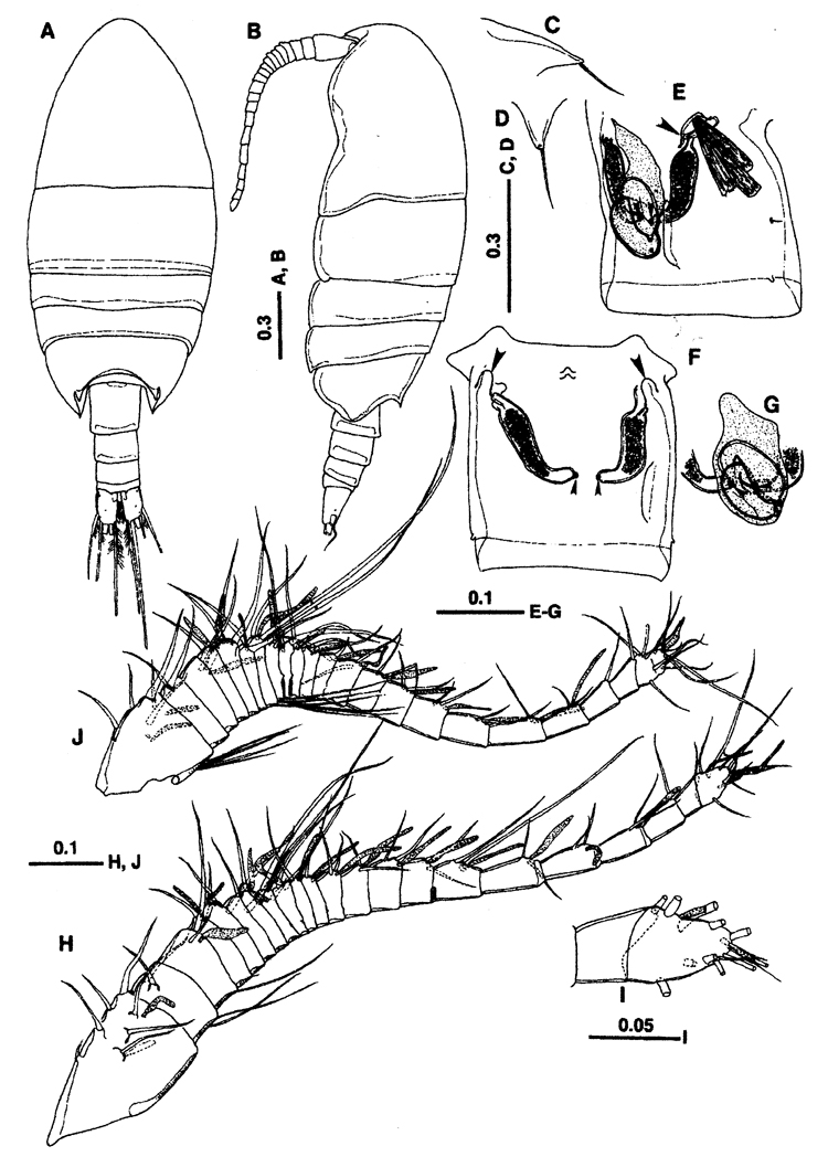 Espèce Protoparamisophria biforaminis - Planche 1 de figures morphologiques