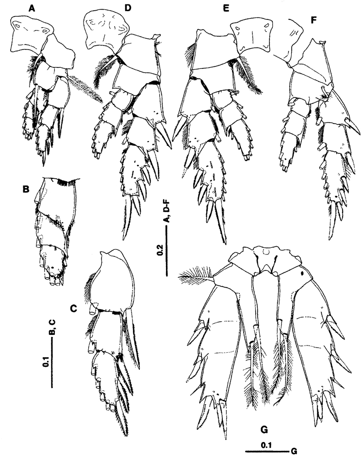 Espèce Protoparamisophria biforaminis - Planche 3 de figures morphologiques