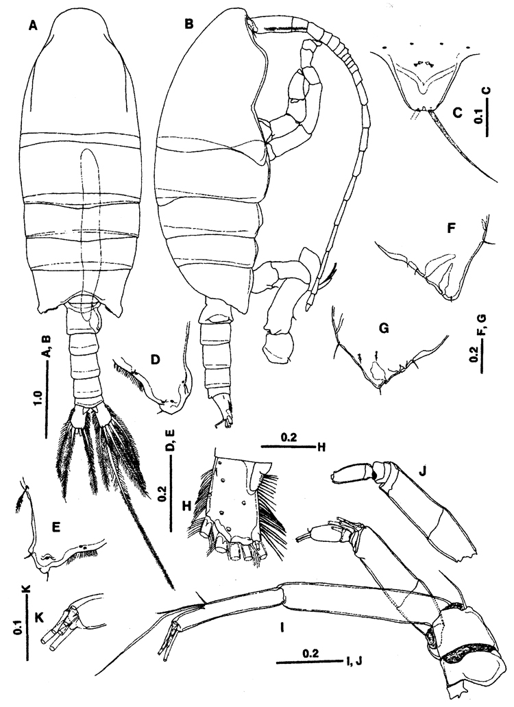 Species Paraugaptiloides mirandipes - Plate 1 of morphological figures