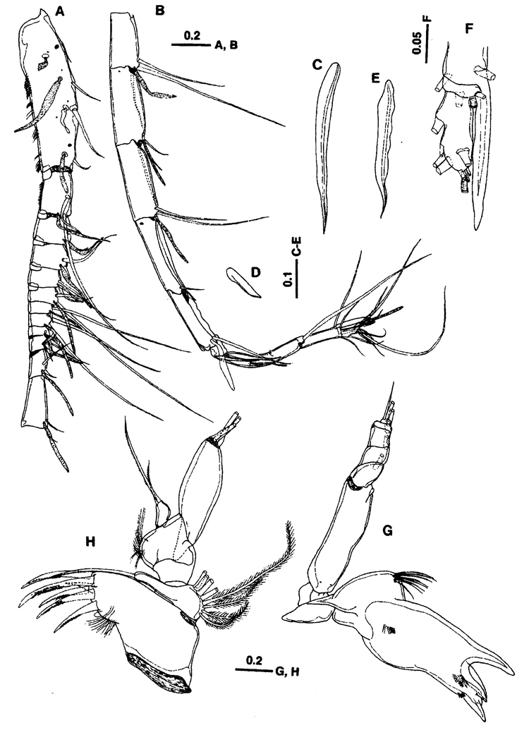 Species Paraugaptiloides mirandipes - Plate 2 of morphological figures