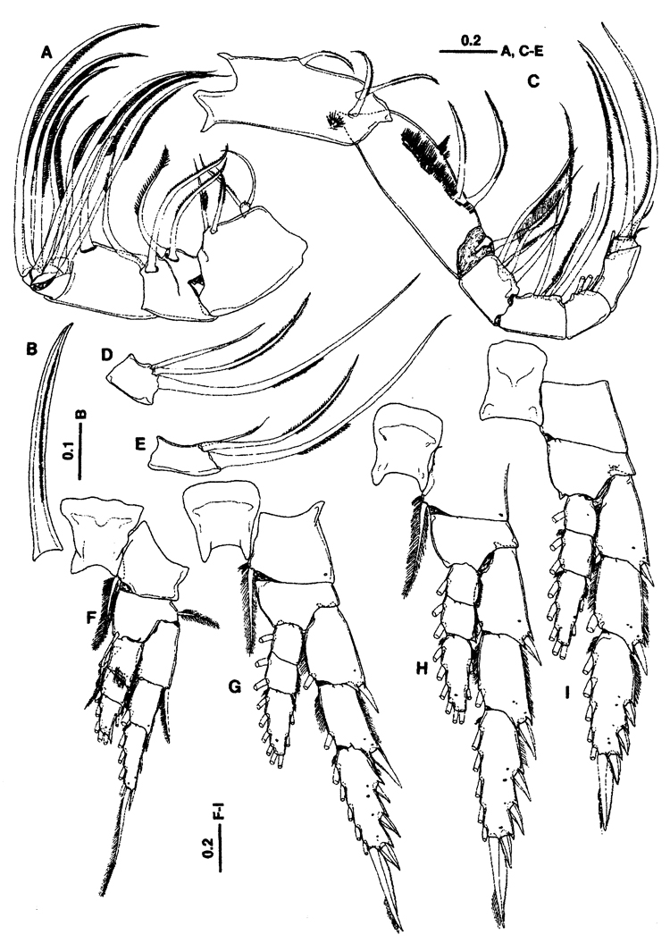 Espce Paraugaptiloides mirandipes - Planche 3 de figures morphologiques