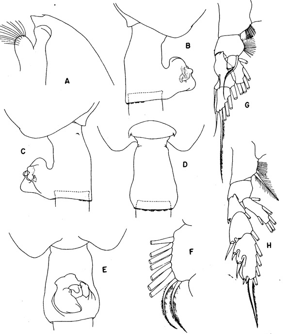 Species Paraeuchaeta similis - Plate 3 of morphological figures