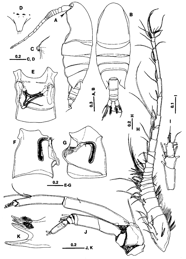Espce Sarsarietellus suluensis - Planche 1 de figures morphologiques