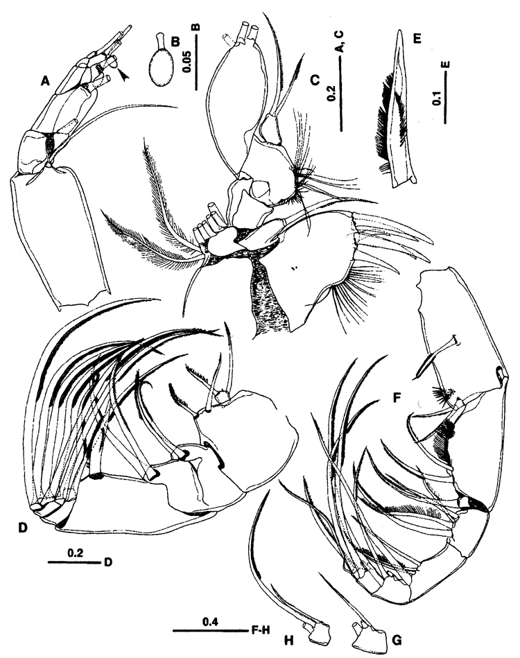 Espce Sarsarietellus suluensis - Planche 2 de figures morphologiques