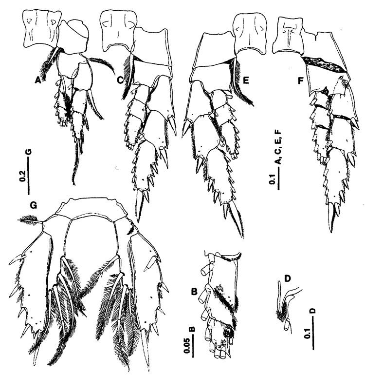 Espce Sarsarietellus suluensis - Planche 3 de figures morphologiques