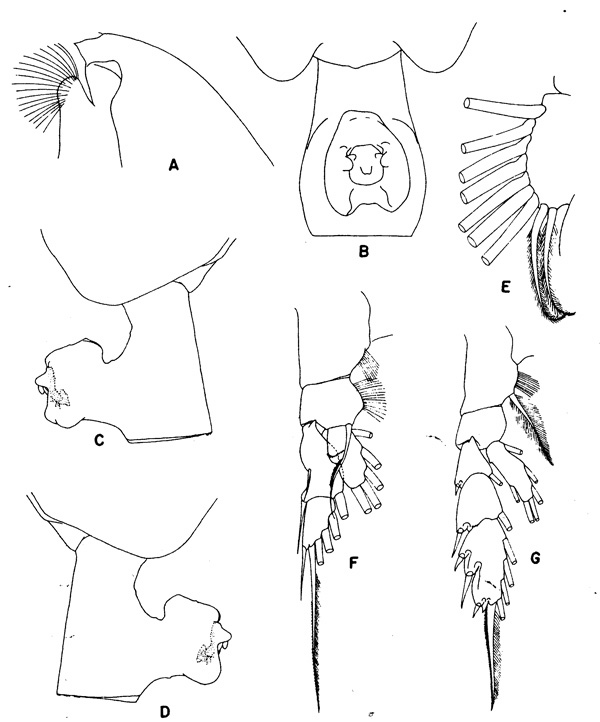 Espèce Paraeuchaeta tycodesma - Planche 1 de figures morphologiques