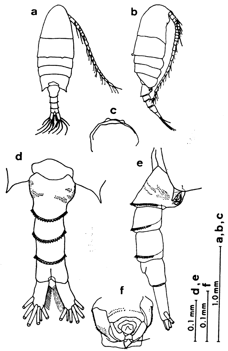 Species Pseudodiaptomus nihonkaiensis - Plate 4 of morphological figures