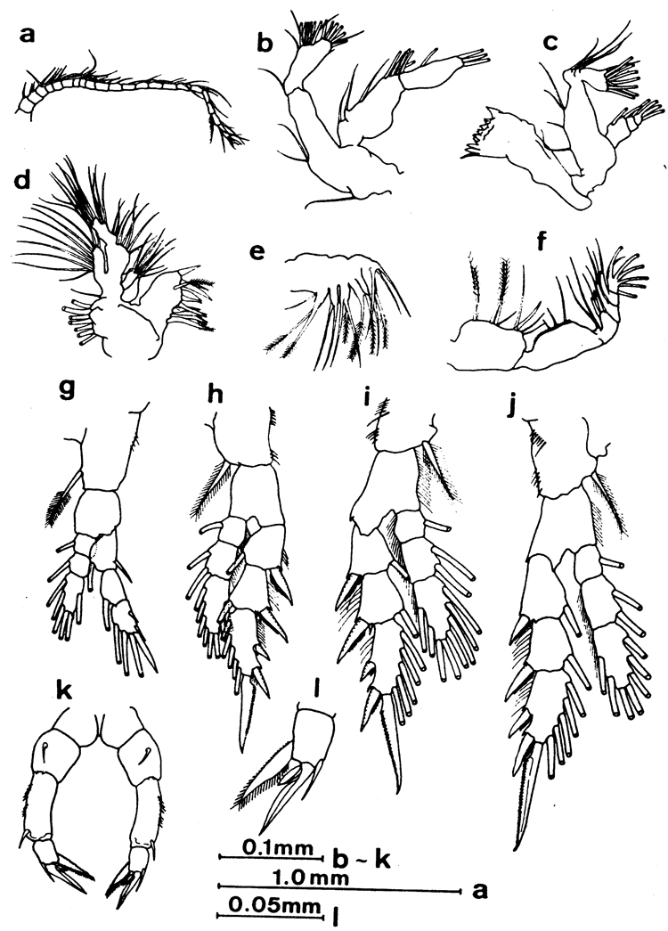 Species Pseudodiaptomus nihonkaiensis - Plate 5 of morphological figures
