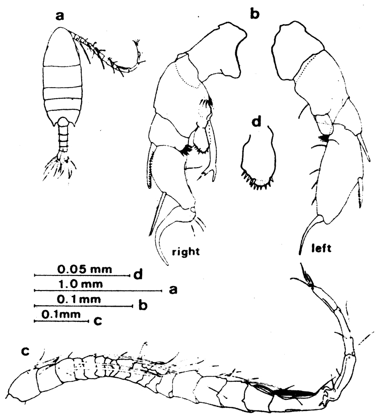 Species Pseudodiaptomus nihonkaiensis - Plate 6 of morphological figures
