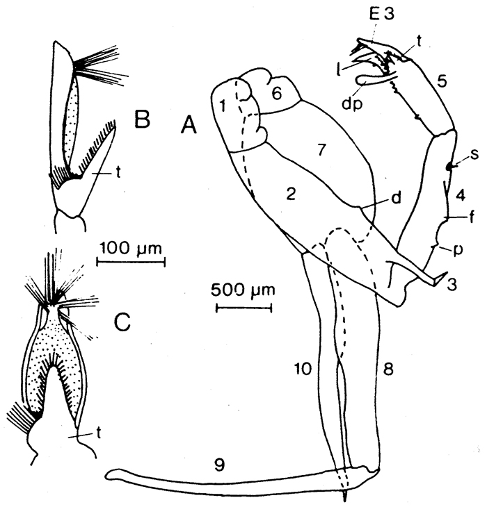 Species Paraeuchaeta norvegica - Plate 3 of morphological figures