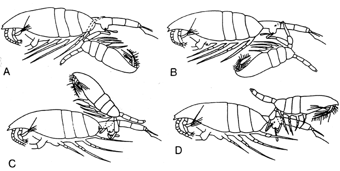 Species Paraeuchaeta norvegica - Plate 5 of morphological figures
