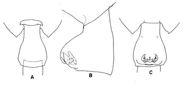 Espèce Paraeuchaeta pseudotonsa - Planche 3 de figures morphologiques