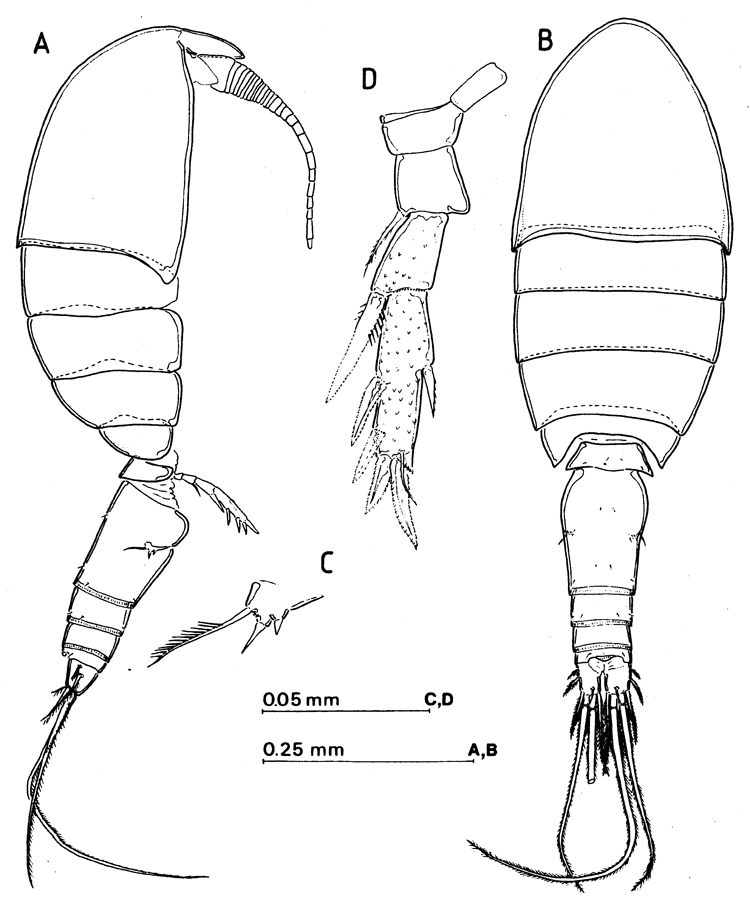Espèce Speleophriopsis canariensis - Planche 1 de figures morphologiques