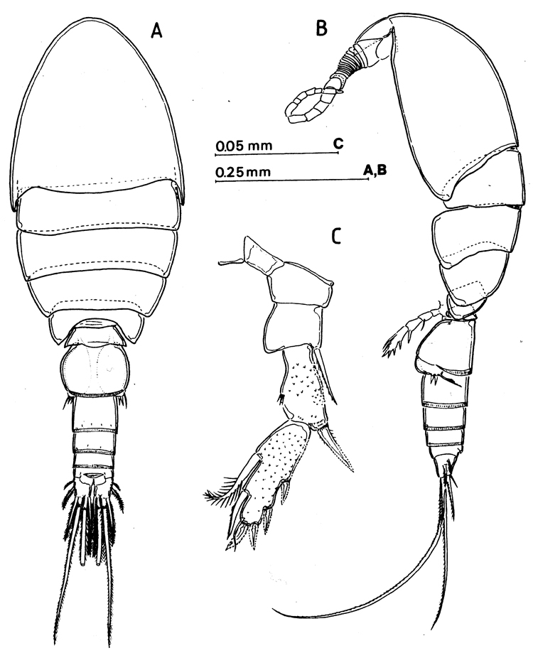 Species Speleophriopsis canariensis - Plate 2 of morphological figures