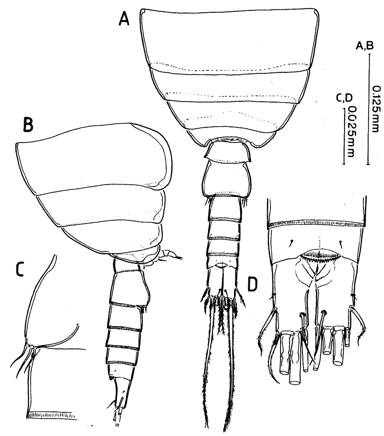 Species Expansophria sarda - Plate 1 of morphological figures