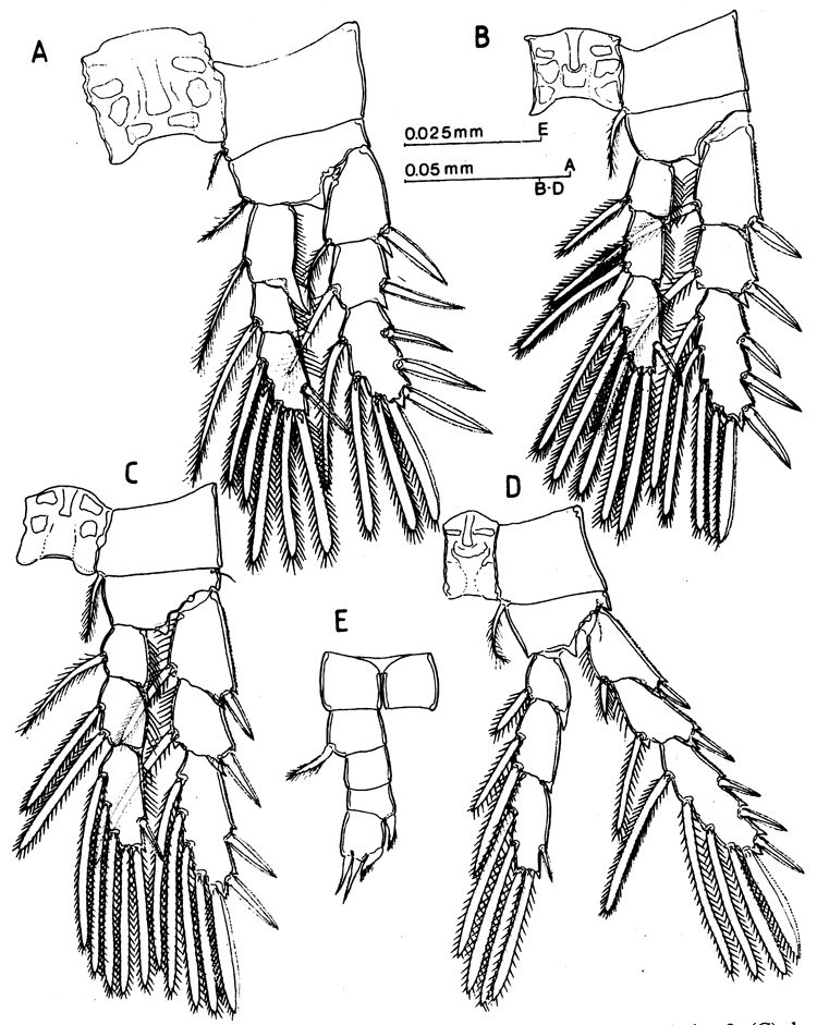 Species Expansophria sarda - Plate 2 of morphological figures