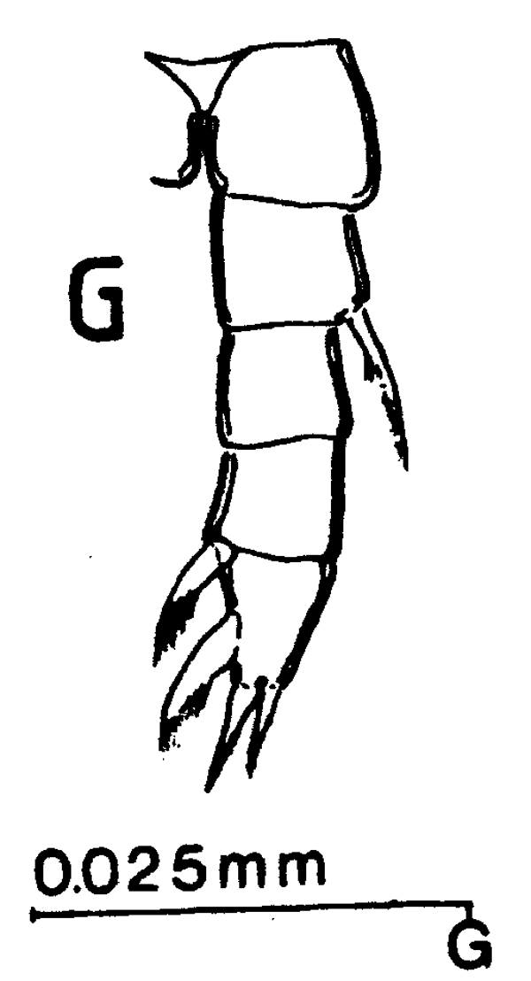 Espce Expansophria dimorpha - Planche 6 de figures morphologiques