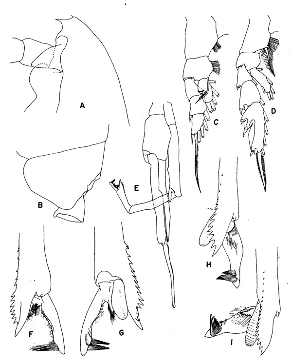 Espèce Paraeuchaeta pseudotonsa - Planche 4 de figures morphologiques