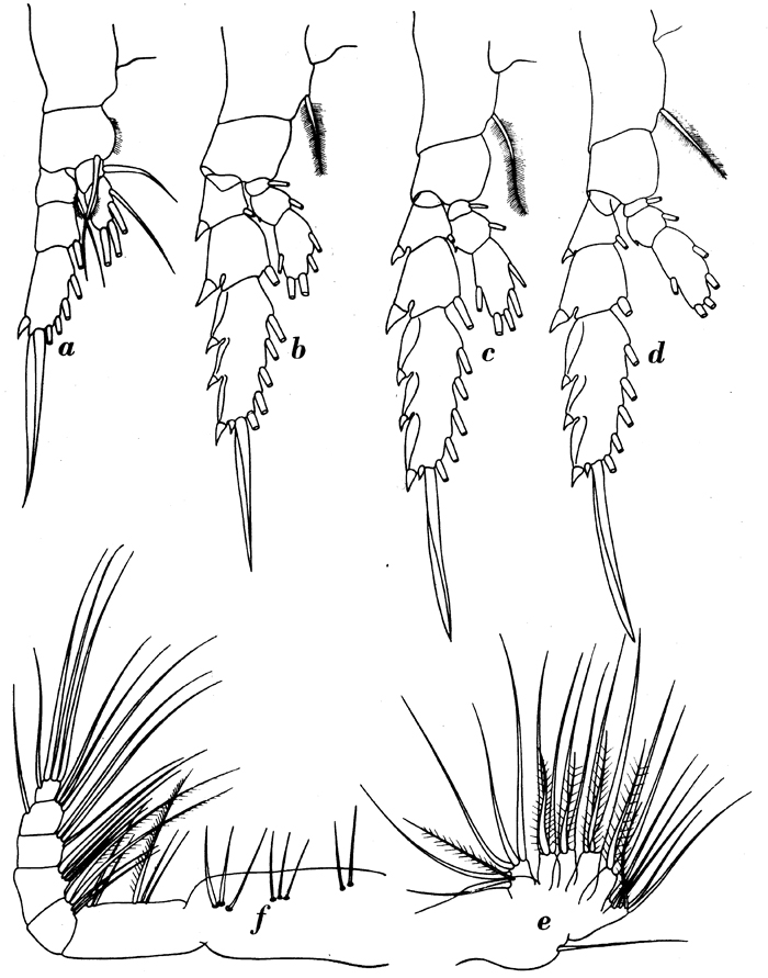 Espce Subeucalanus pileatus - Planche 9 de figures morphologiques