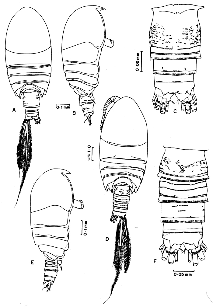 Species Pseudocyclops lakshmi - Plate 1 of morphological figures