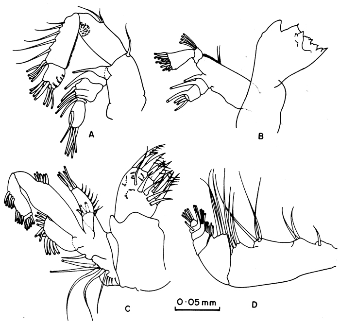 Species Pseudocyclops lakshmi - Plate 3 of morphological figures