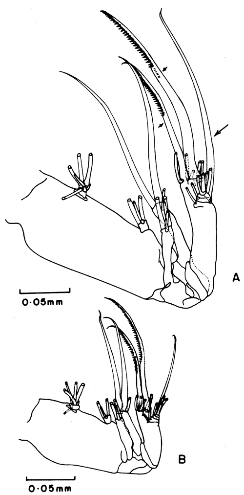 Species Pseudocyclops lakshmi - Plate 6 of morphological figures
