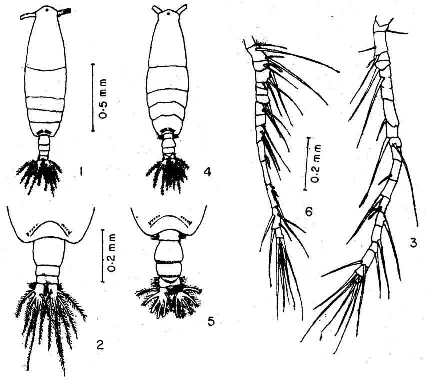 Espèce Acartia (Acanthacartia) dweepi - Planche 1 de figures morphologiques