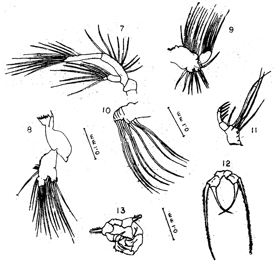 Espèce Acartia (Acanthacartia) dweepi - Planche 2 de figures morphologiques