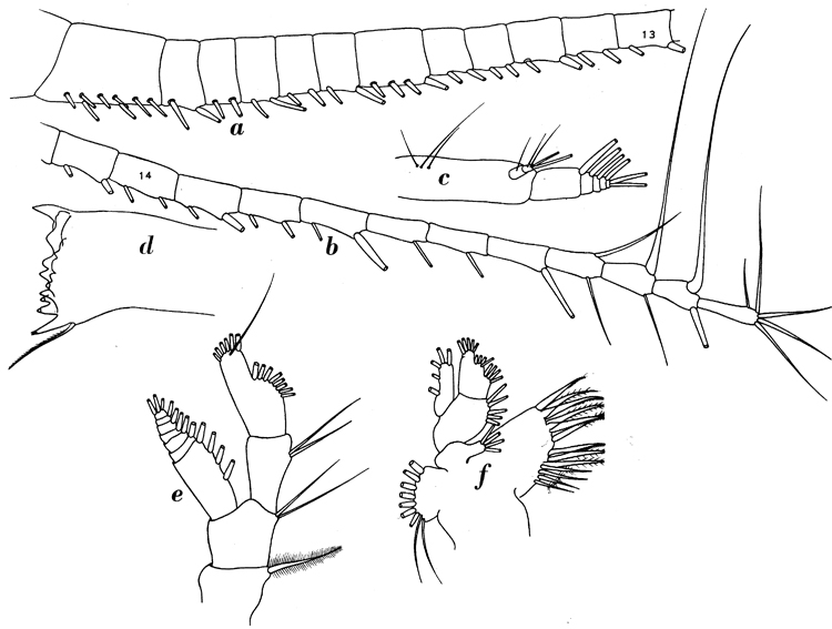Espce Subeucalanus pileatus - Planche 8 de figures morphologiques