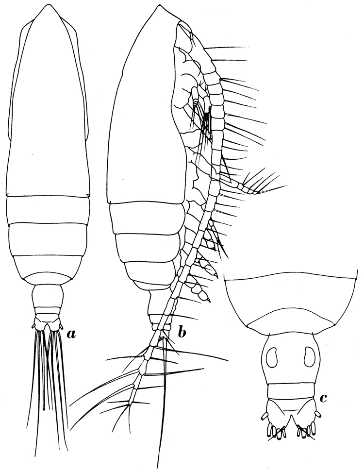 Espce Subeucalanus pileatus - Planche 7 de figures morphologiques