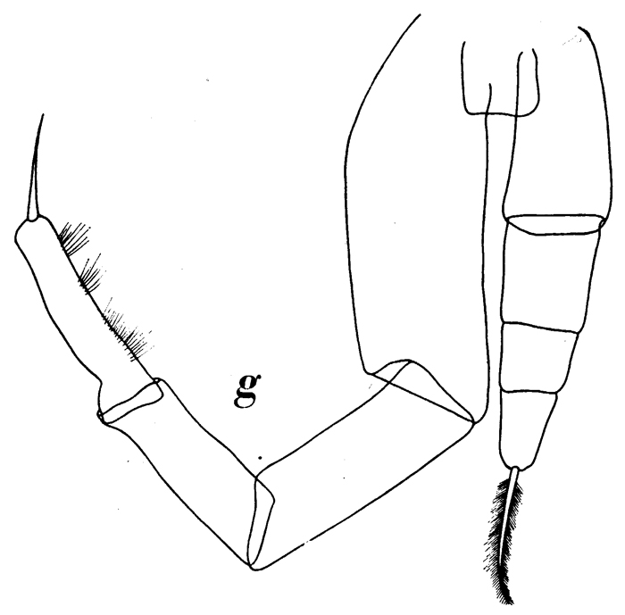 Espèce Pareucalanus attenuatus - Planche 11 de figures morphologiques