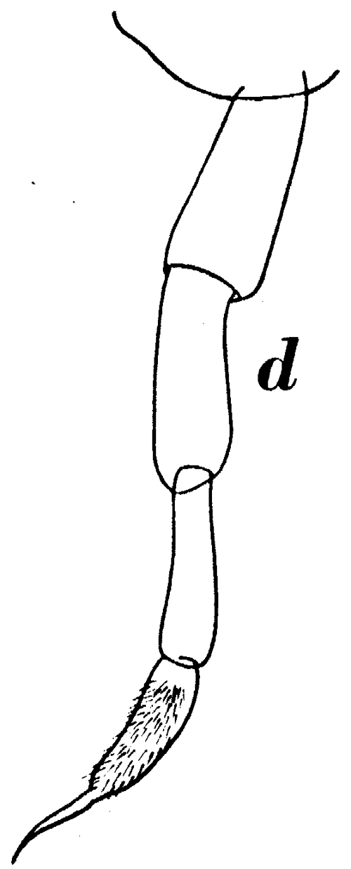 Espce Subeucalanus crassus - Planche 7 de figures morphologiques