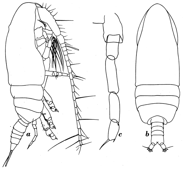 Species Acrocalanus andersoni - Plate 6 of morphological figures