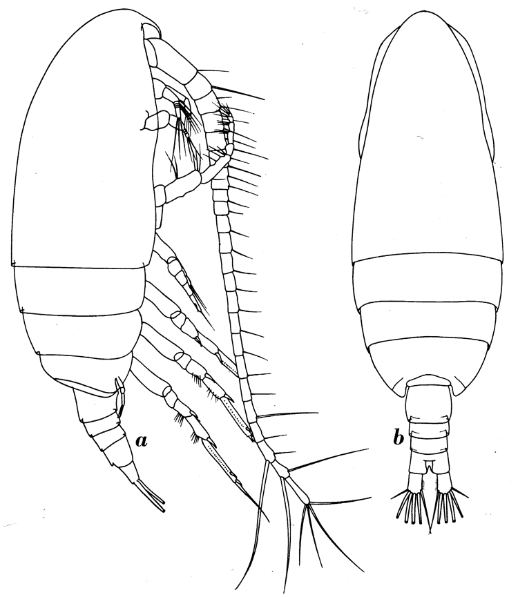 Espèce Paracalanus aculeatus - Planche 5 de figures morphologiques