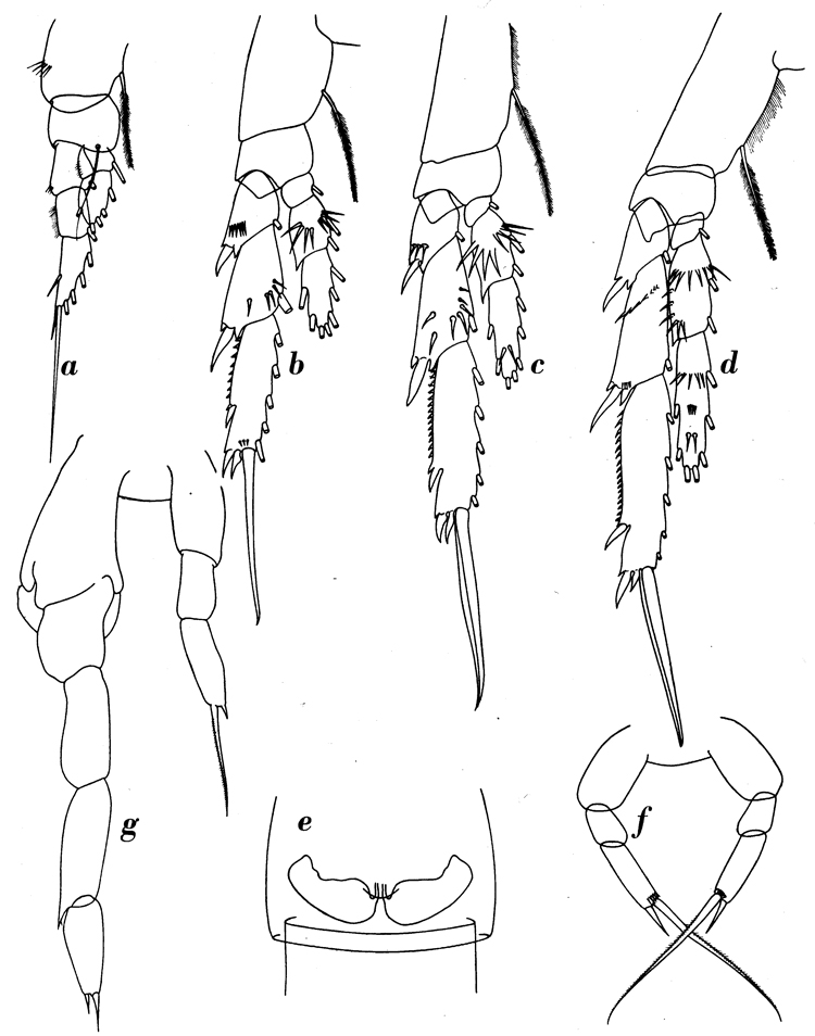Espce Paracalanus aculeatus - Planche 6 de figures morphologiques
