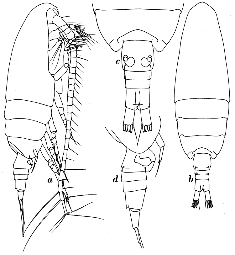 Espce Paracalanus denudatus - Planche 6 de figures morphologiques