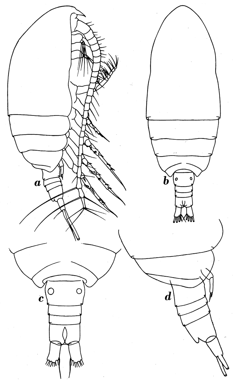 Espce Parvocalanus scotti - Planche 1 de figures morphologiques