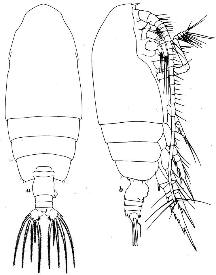 Espce Euchirella splendens - Planche 4 de figures morphologiques