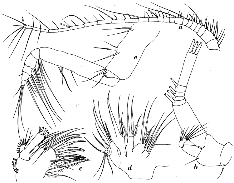 Espce Euchirella splendens - Planche 6 de figures morphologiques