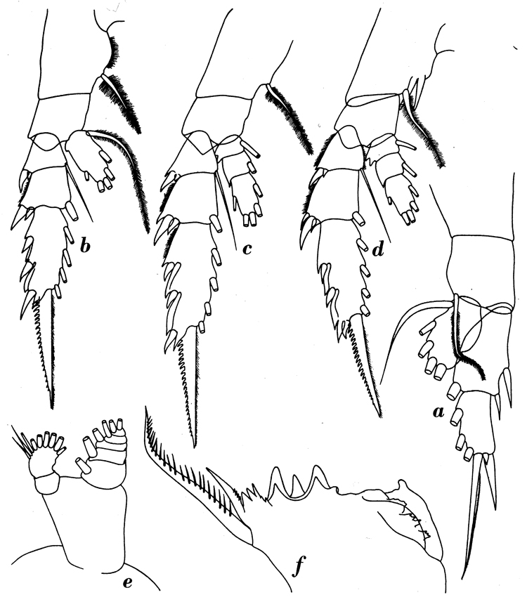 Espce Euchirella splendens - Planche 7 de figures morphologiques