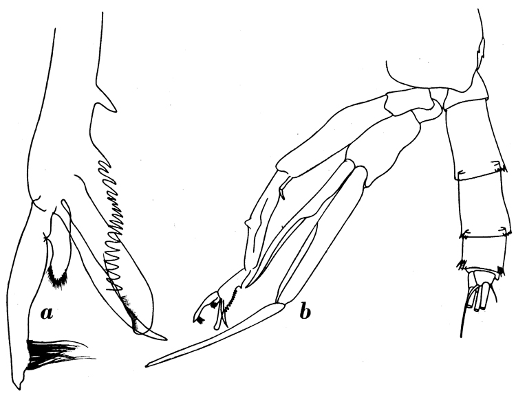 Espèce Paraeuchaeta gracilis - Planche 2 de figures morphologiques