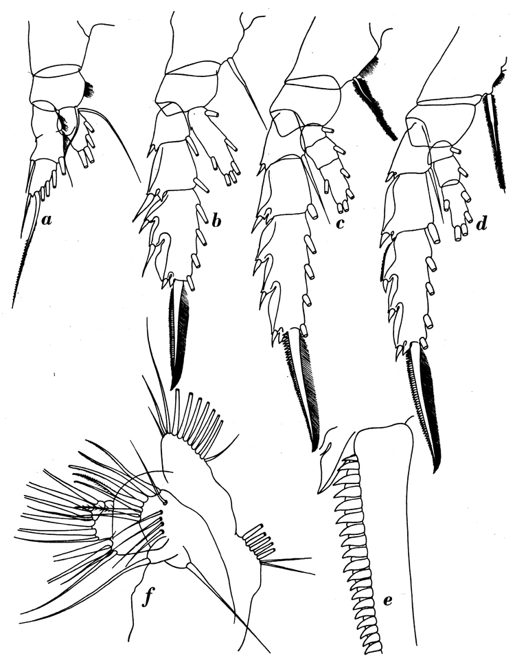 Species Paraeuchaeta mexicana - Plate 3 of morphological figures