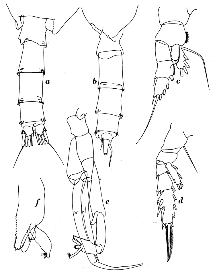 Espce Paraeuchaeta mexicana - Planche 4 de figures morphologiques